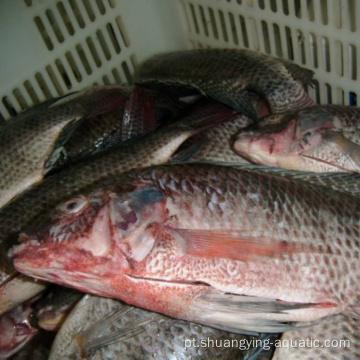 Tilápia de peixes de estripada inteira e escalada congelada